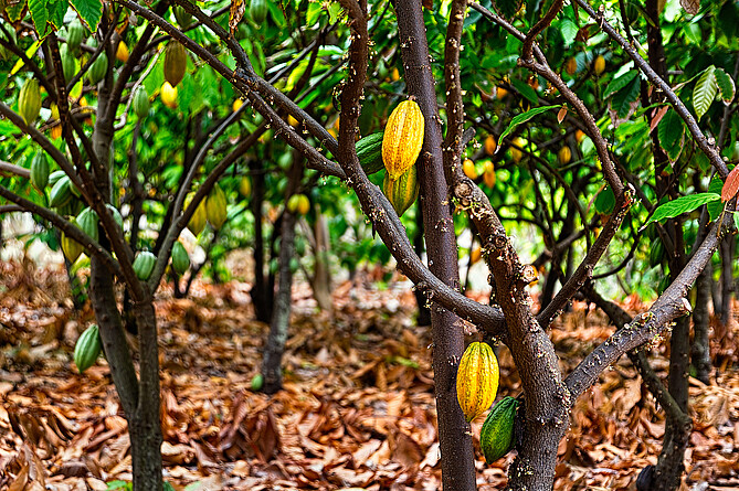 Der Kakaobaum