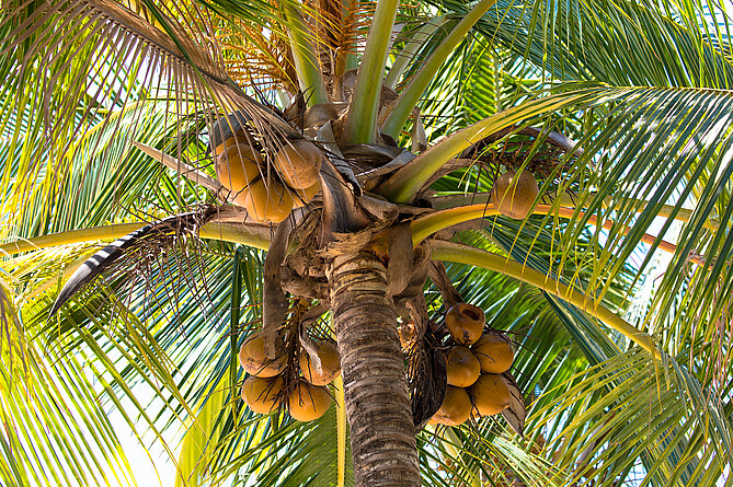 Ausgewachsene Kokospalme