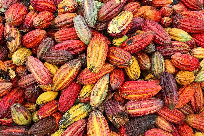 Die Kakaobohnen nach der Ernte